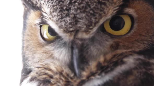 Great horned owl extreme close up - portrait of incredible bird of prey