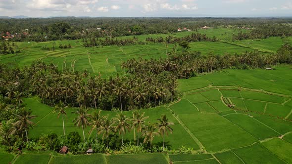 aerial of tropical rice field surrounded by coconut trees in Ubud Bali Indonesia