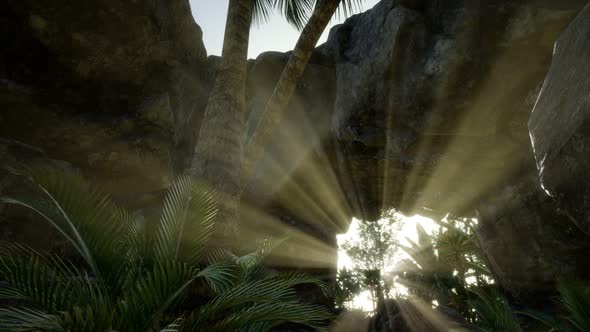 Big Palms in Stone Cave with Rays of Sunlight