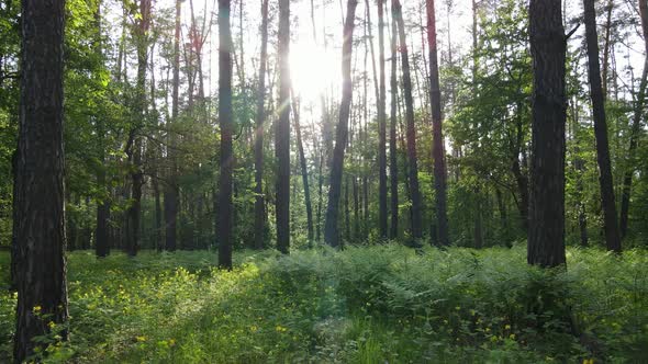 Wild Forest Landscape on a Summer Day