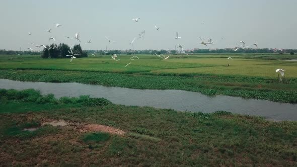 Seen from above, storks are flying over the green rice fields of Vietnam