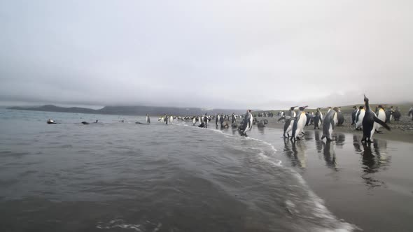 King Penguins on the Beach in South Georgia