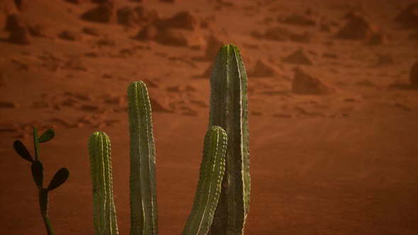 Arizona Desert Sunset with Giant Saguaro Cactus