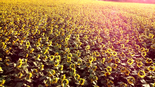 Aerial Drone View Flight Over Ver Field with Ripe Sunflower Heads