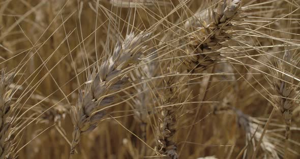 Wheat Field