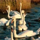 Swans in the Evening Sun - VideoHive Item for Sale