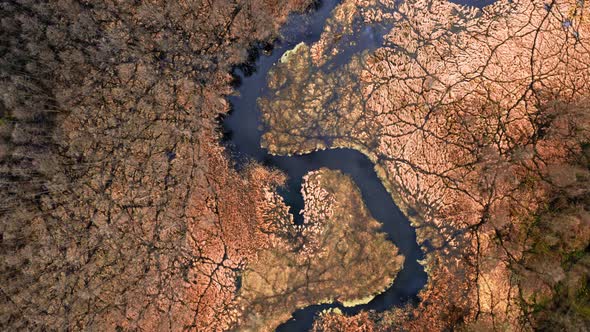 Aerial view of river and brown swamps before spring, Poland