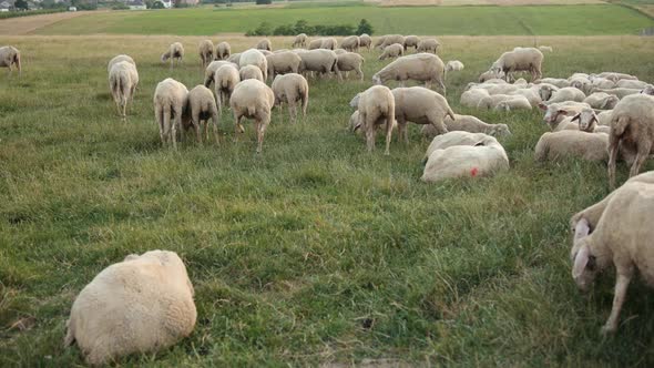 Pasture Merino Ewe Flock of Sheep Grazing in the Meadow with Tall Grass Sunset