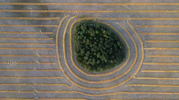 Aerial vertical drone viewing sidewards over island of trees within a wheat field in Alberta, Canada