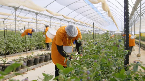 Workers picking blueberries in blueberry farm 4k