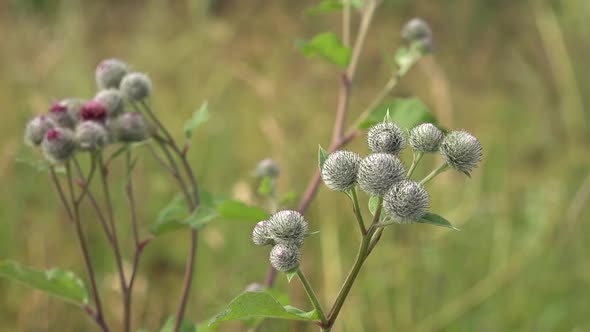 Burdock 2