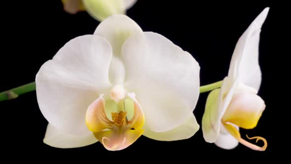 Blooming White Orchid Phalaenopsis Flower