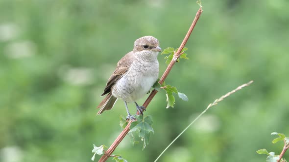 Red-backed shrike (Lanius collurio) female