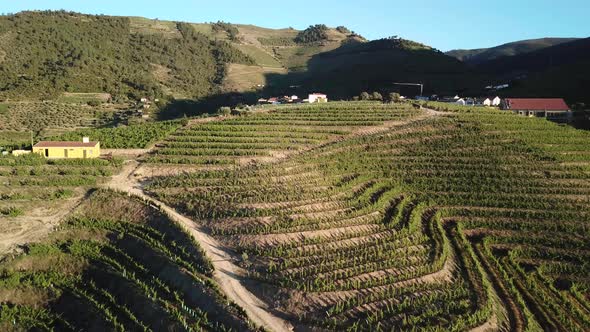 Flying over a terraced hillside vineyard in the Douro Valley of Portugal. Aerial, 4K.