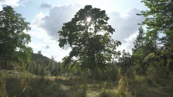 Peaceful sunlight filtering through tree, nature background slider shot