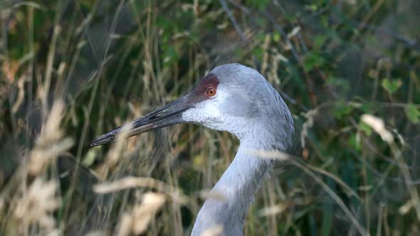 Close up view of Sandhill Crane standing in the grass