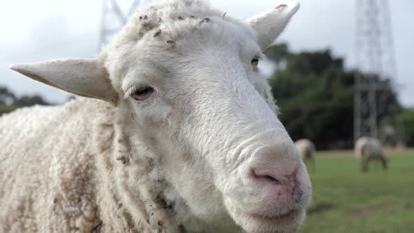 CLOSE UP White Suffolk Domestic Sheep On A Farm