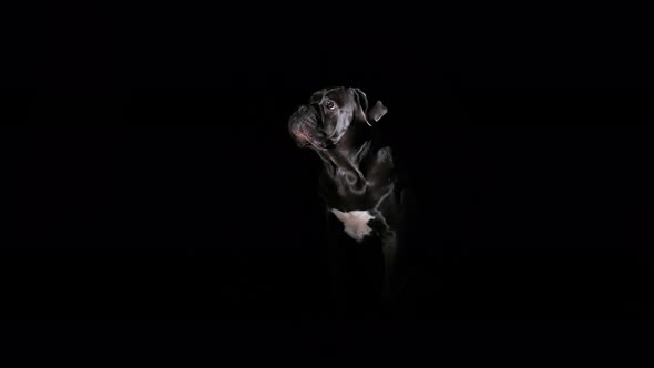 Cane Corso Poses in a Dark Studio on a Black Background