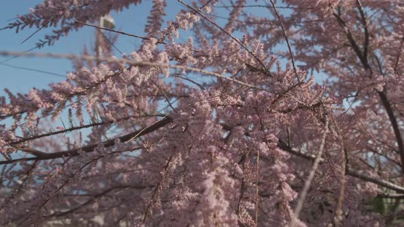 Judas Tree Blooming in Spring