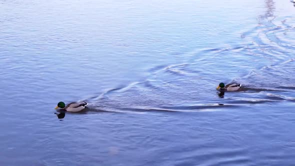 A Pair Of Mallard Ducks With Seagull Swimming On The Calm Water Near The Park In Romania. - medium s