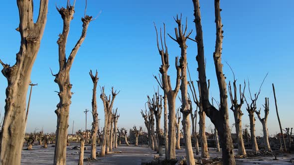 Drone flight through stand of tall dead trees in historic flooded town; Epecuen