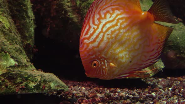 Bright Red Discus Also Known As Symphysodon. Exotic Tropical Fish. Close Up