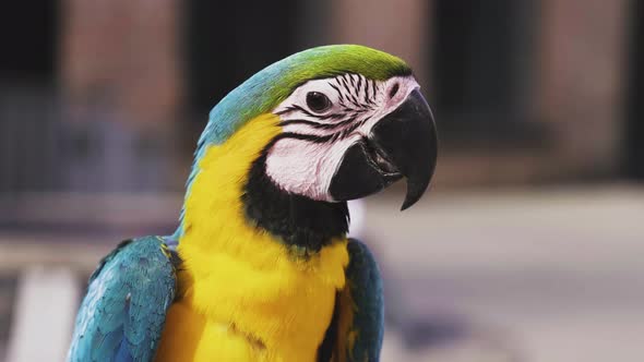 Side View Of A Beautiful Blue-and-yellow Macaw Perched On A Branch With Blurry Background On Its Hab