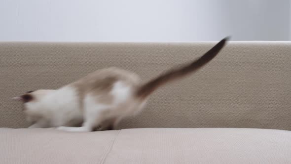 The Cat is Jumping on the Sofa