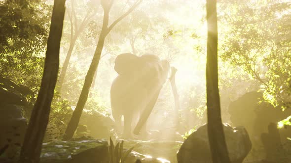 Wild Bull Elephant in the Jungle with Deep Fog