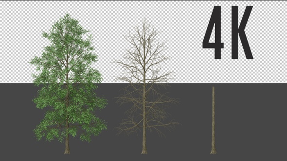 White Birch Tree Growing alt