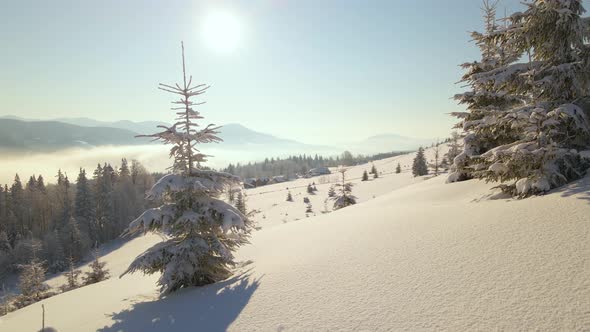 Amazing winter landscape with pine trees of snow covered forest in cold foggy mountains at sunrise.