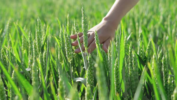 Hand of a Child is Touching Unripe Wheat Spikelets of Green Colour in the Field.