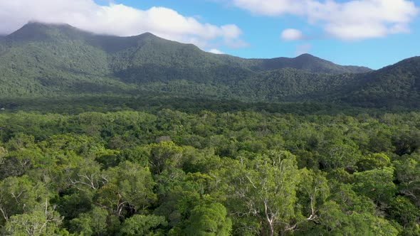 Daintree Rainforest backward aerial over tree canopy with mountains, Queensland, Australia