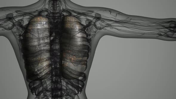 Science Anatomy Scan of Human Lungs alt