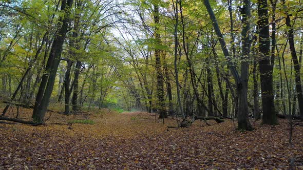 Forest Path and Brown Leaves