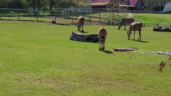 Hungry Deers Feeding Searching Food in Grass Graze on Green Field at Gdansk Zoo Poland