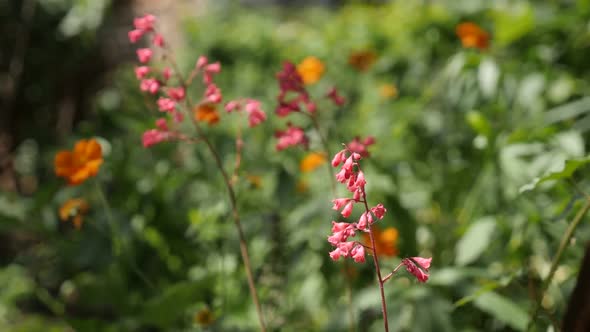 Colorful garden flowers slow motion 1920X1080 FullHD footage - Pink Heuchera sanguinea Coral Forest 