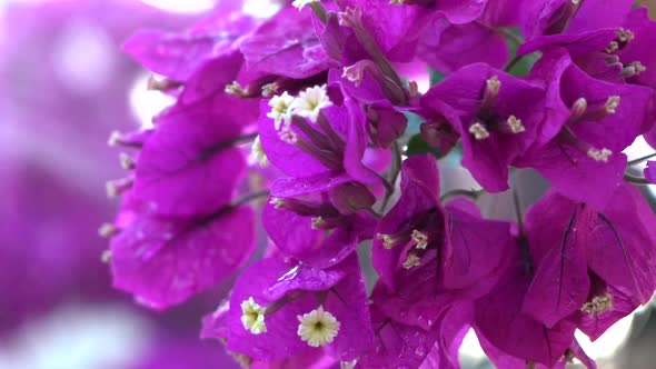 Flowers In The Rain