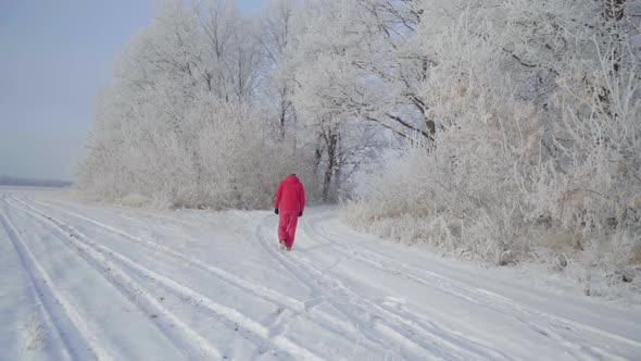 A Man Walks Through a Winter Forest with Snow Covered Trees on a Beautiful Frosty Morning