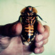 Hand Holding Large Cockroach - VideoHive Item for Sale