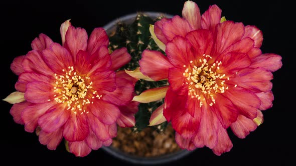 Red Colorful Flower Timelapse of Blooming Lobivia Cactus Opening