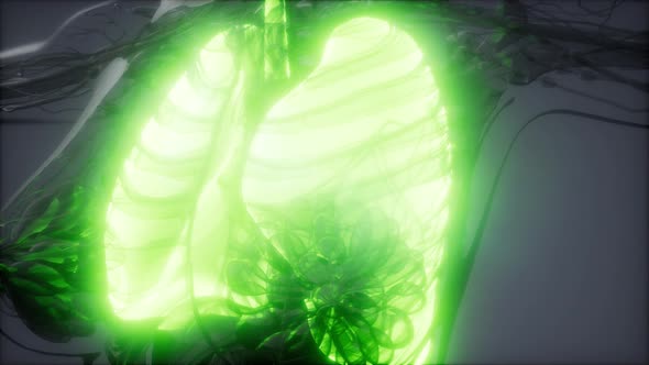 Human Lungs Radiology Exam alt