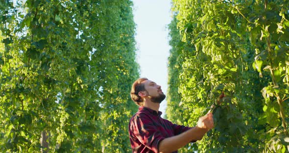 A Man Inspects Flowers of Hop Plants Used in Making Beer