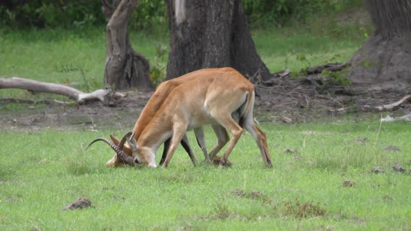 Two Lechwe locking horns 