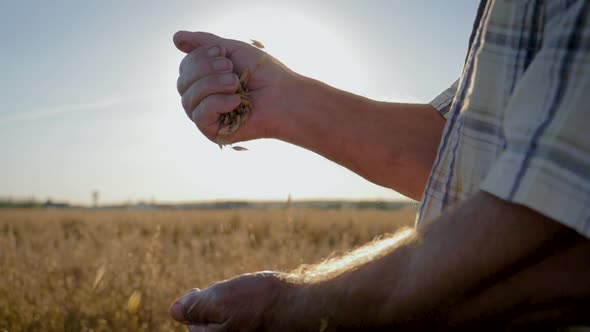Farmer Pour Golden Ripe Grains From Hand To Hand Background The Field
