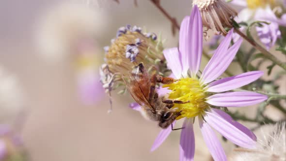 Honey bee on clover flowers