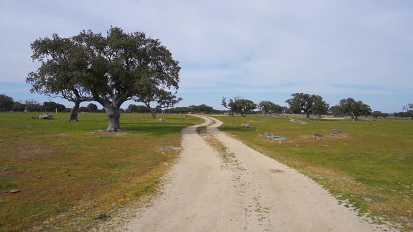 Walking along a path between holm oaks