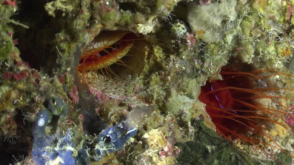 Two electric flame scallops (Lima Sp.) on coral rocks, wide angle shot