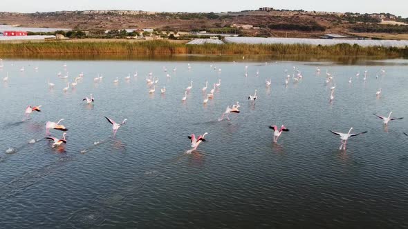 Super slow motion video of Pink Flamingos taking flight from the waters of Vendicari Natural reserve