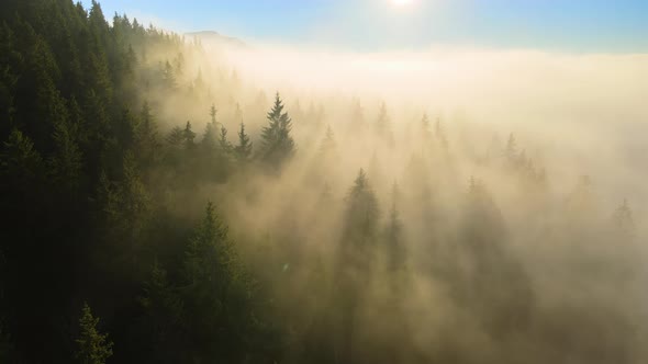 Aerial View of Bright Foggy Morning Over Dark Mountain Forest Trees at Autumn Sunrise